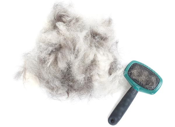 Pet Shedding