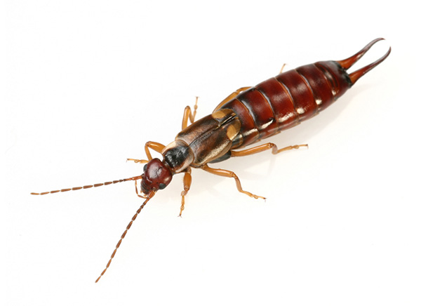 Earwigs