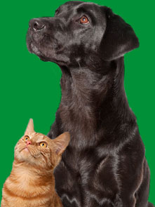 Dog and Cat